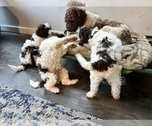 Lagotto Romagnolo Puppy for sale in CLOVERDALE, OR, USA