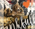 Small Photo #11 Goldendoodle Puppy For Sale in QUITMAN, AR, USA