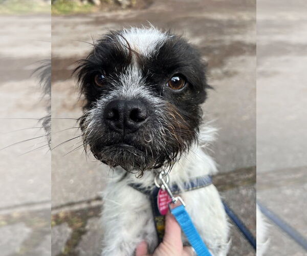 Medium Photo #2 Mutt Puppy For Sale in Bellevue, WA, USA