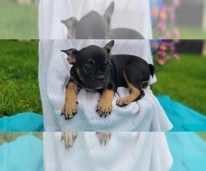 French Bulldog Puppy for sale in MIAMI, FL, USA