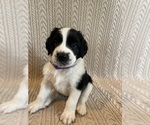 Small #1 Saint Berdoodle