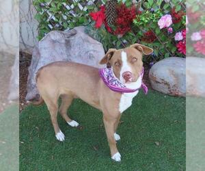 American Pit Bull Terrier-Labrador Retriever Mix Dogs for adoption in Oklahoma City, OK, USA