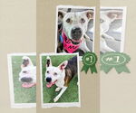 Small #2 American Staffordshire Terrier Mix