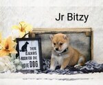 Puppy Jr Bitzy Shiba Inu