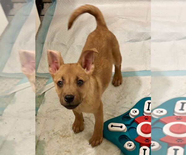 Medium Photo #4 Carolina Dog Puppy For Sale in San Diego, CA, USA