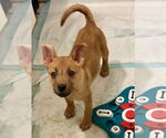 Small #3 Carolina Dog