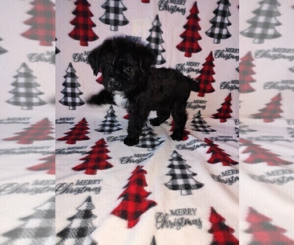Medium Photo #11 YorkiePoo Puppy For Sale in LAPEER, MI, USA