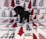 Small #9 YorkiePoo