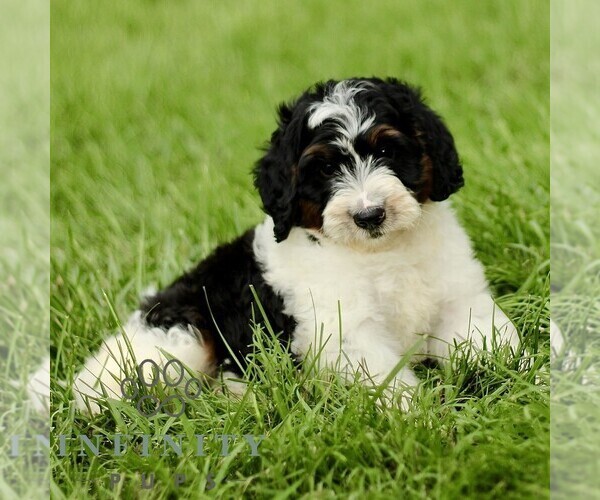 Medium Photo #3 Bernedoodle (Miniature) Puppy For Sale in NEW HOLLAND, PA, USA