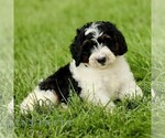 Small #2 Bernedoodle (Miniature)