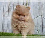 Small #16 Pomeranian