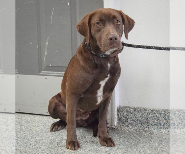 Medium Photo #2 - Mix Puppy For Sale in Huntley, IL, USA