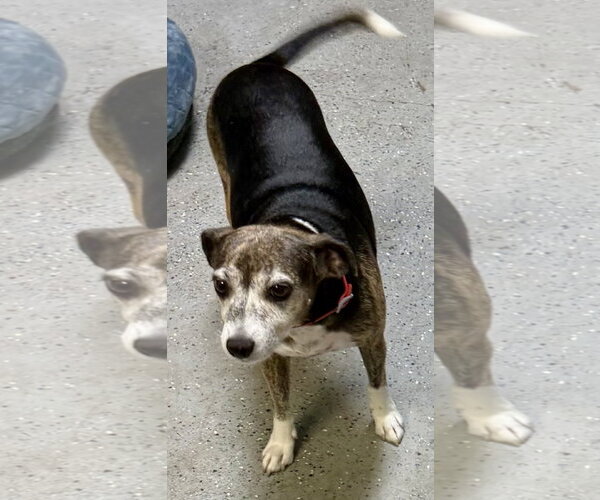 Medium Photo #4 Italian Greyhound Puppy For Sale in Boca Raton, FL, USA