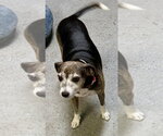 Small Photo #4 Italian Greyhound Puppy For Sale in Boca Raton, FL, USA