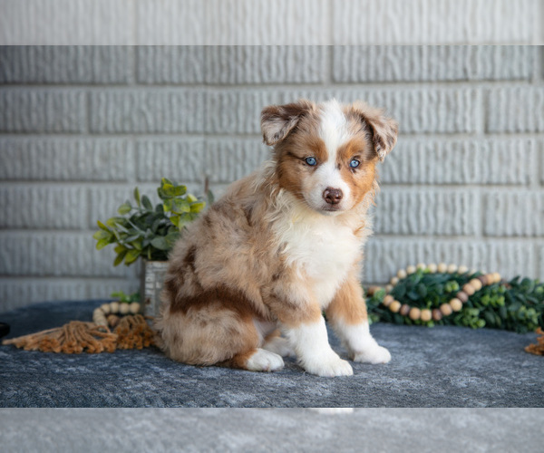 Medium Photo #2 Miniature Australian Shepherd Puppy For Sale in BALTIC, OH, USA