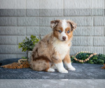 Small #1 Miniature Australian Shepherd