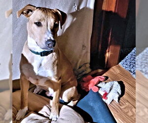 Matthew - Male Feist Terrier-Labrador Retriever Mix Dog for Adoption - Photo #4