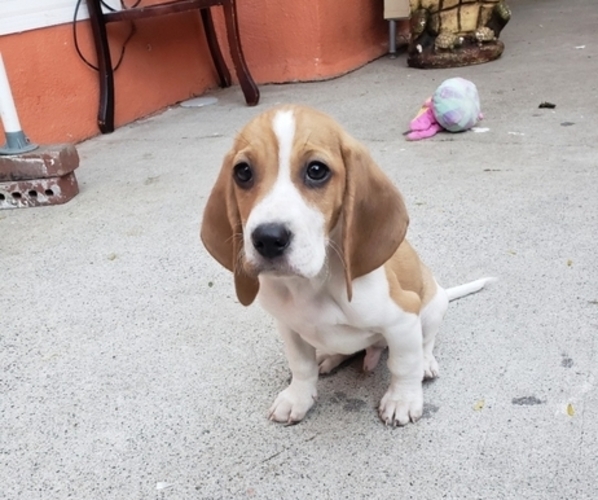 Medium Photo #3 Beagle Puppy For Sale in BALDWIN PARK, CA, USA