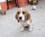 Small Photo #3 Beagle Puppy For Sale in BALDWIN PARK, CA, USA