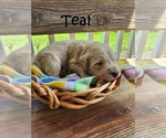 Small Photo #4 Goldendoodle Puppy For Sale in PERRYSVILLE, OH, USA