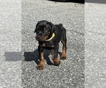 Small #9 Doberman Pinscher