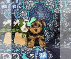 Yorkshire Terrier Puppy for Sale in OXFORD, Pennsylvania USA