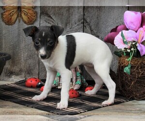 Fox Terrier (Toy) Puppy for sale in FREDERICKSBURG, OH, USA