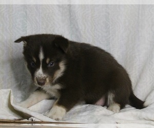Siberian Husky-Texas Heeler Mix Puppy for sale in FREDERICKSBURG, OH, USA