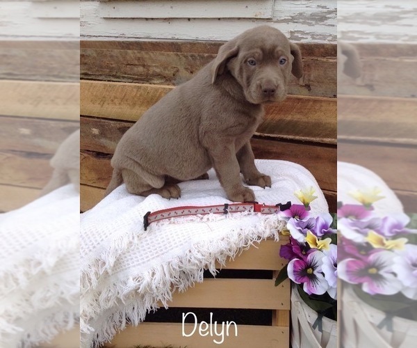 Medium Photo #5 Labrador Retriever Puppy For Sale in POLK, OH, USA