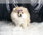 Small #4 Pomeranian
