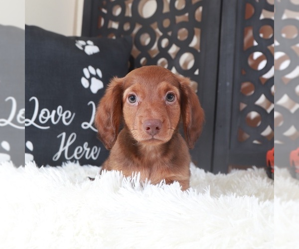 Medium Photo #2 Dachshund Puppy For Sale in MOUNT VERNON, OH, USA