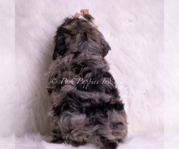 Medium Photo #5 Goldendoodle (Miniature) Puppy For Sale in WARSAW, IN, USA