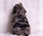 Small #4 Goldendoodle (Miniature)