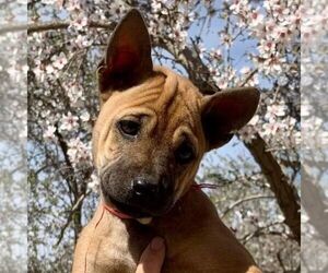Phu Quoc (Vietnam Island) Ridgeback Puppy for sale in PALMDALE, CA, USA