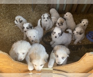 Anatolian Shepherd-Great Pyrenees Mix Puppy for sale in ASPERS, PA, USA