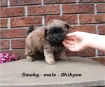 Image preview for Ad Listing. Nickname: Smoky