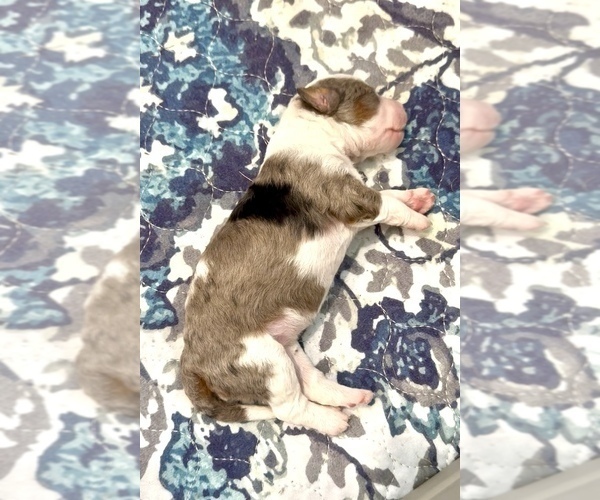 Medium Photo #21 Aussiedoodle Miniature  Puppy For Sale in ROCK HILL, SC, USA