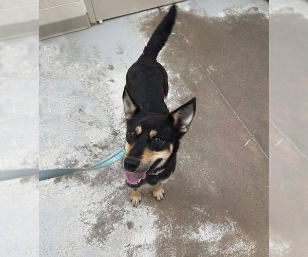 Medium Photo #2 Australian Kelpie-Unknown Mix Puppy For Sale in Plover, WI, USA