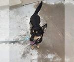 Small #1 Australian Kelpie Mix