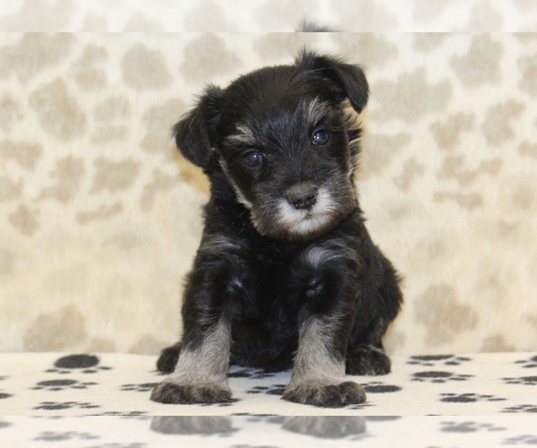 Medium Photo #3 Schnauzer (Miniature) Puppy For Sale in DENVER, PA, USA