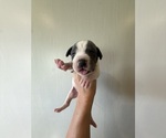 Small Photo #30 Great Dane Puppy For Sale in HALLETTSVILLE, TX, USA