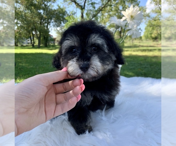 Medium Photo #9 Havanese-Poodle (Toy) Mix Puppy For Sale in HOUSTON, TX, USA
