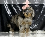 Small Photo #107 Poodle (Miniature) Puppy For Sale in WARSAW, IN, USA
