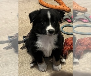 Miniature Australian Shepherd Puppy for sale in FORT MORGAN, CO, USA