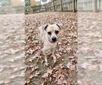 Small #3 Chihuahua Mix