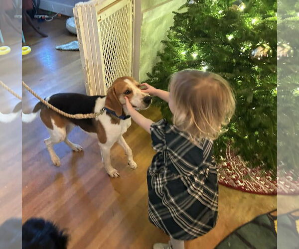 Medium Photo #7 Mutt Puppy For Sale in Rustburg, VA, USA