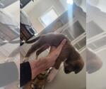 Small #1 Mutt