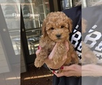 Puppy Reese Goldendoodle (Miniature)