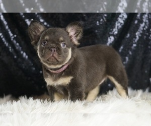 French Bulldog Puppy for sale in WARSAW, IN, USA