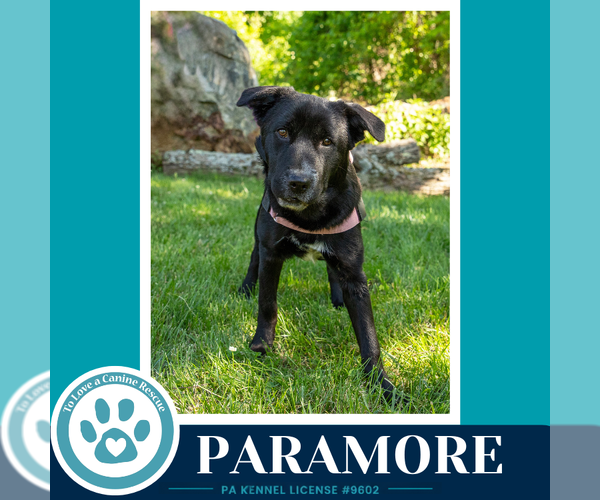 Medium Photo #30 Border Collie-Unknown Mix Puppy For Sale in Kimberton, PA, USA